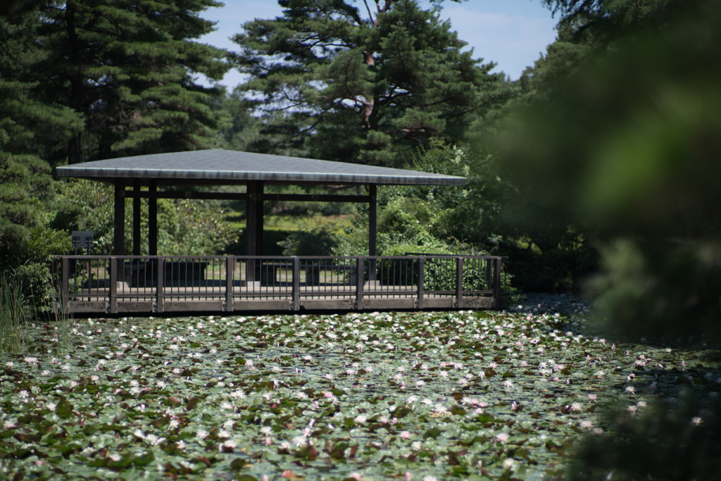 神代植物公園【睡蓮池の様子】20230712