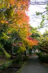 【ささぶねの道の紅葉】⑤20161120