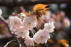 新宿御苑【桜：普賢象】②20170416