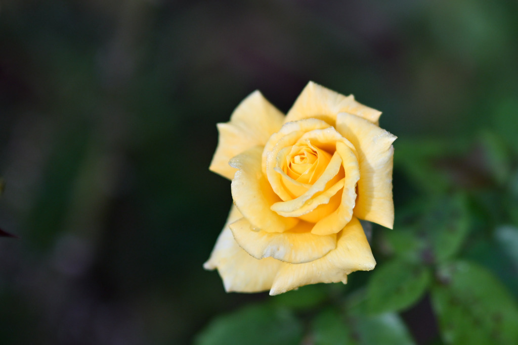 大船フラワーセンター【秋パラ：新星】20251102