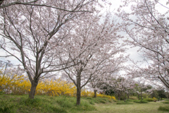 花菜ガーデン【花ごろも広場の桜とレンギョウ】20230403