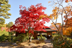 昭和記念公園【日本庭園の紅葉：清池軒沿いの眺め】①20251117