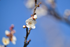 小田原フラワーガーデン【梅の花：一郎】20260130