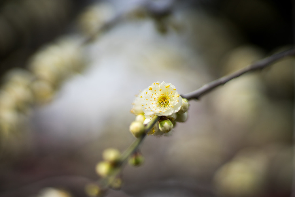 大船フラワーセンター【梅の花：緑萼枝垂】②20200215