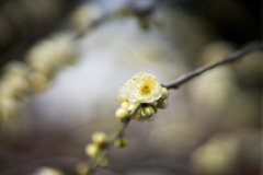 大船フラワーセンター【梅の花：緑萼枝垂】②20200215