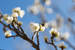小田原フラワーガーデン【梅：月影】①20170128