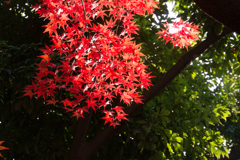 【近所の緑道の紅葉】①20161126