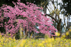 早春の神代植物公園【サクラ：寒緋桜】①20200315