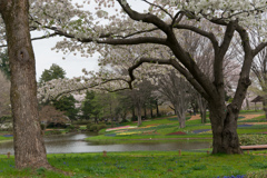 昭和記念公園【渓流広場(チューリップと桜)】④20170409