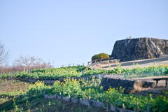 吾妻山公園【菜の花畑と展望台】20260104