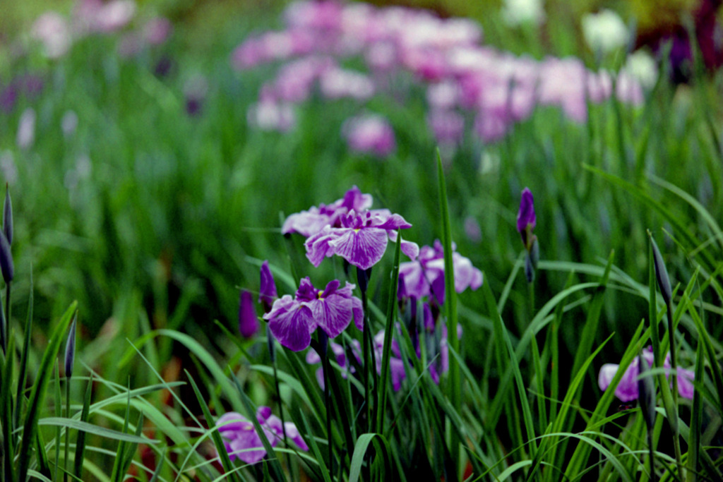 薬師池公園【花菖蒲(縞紫系)】①20200531