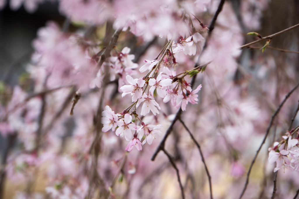 近所の緑道【えだきん商店街の枝垂れ桜】④20200328