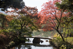 六義園【渡月橋の紅葉】20181201