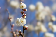 神代植物公園【梅：冬至】③20190126