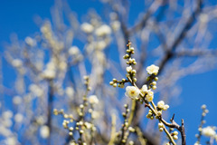 府中市郷土の森【梅の花：月影】①20200211
