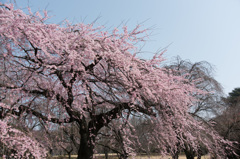 【新宿御苑(枝垂桜)】②20150322