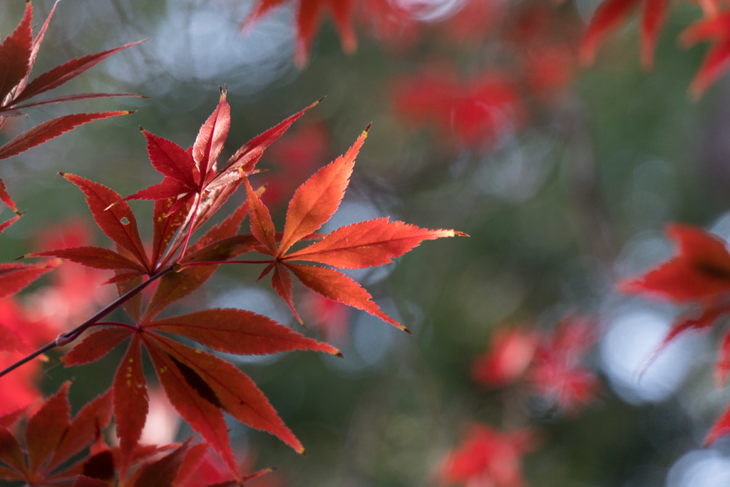新宿御苑【下の池の紅葉】⑥20181201