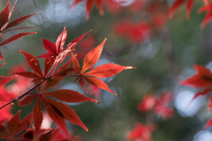 新宿御苑【下の池の紅葉】⑥20181201
