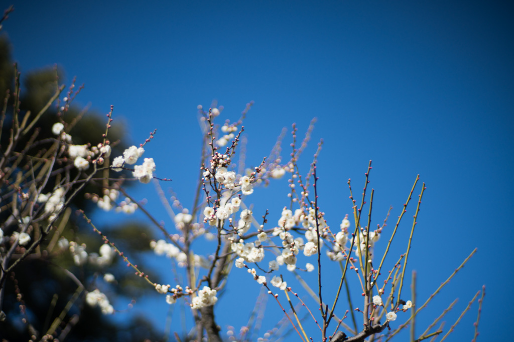 大船フラワーセンター【梅の花：玉牡丹】①20210206