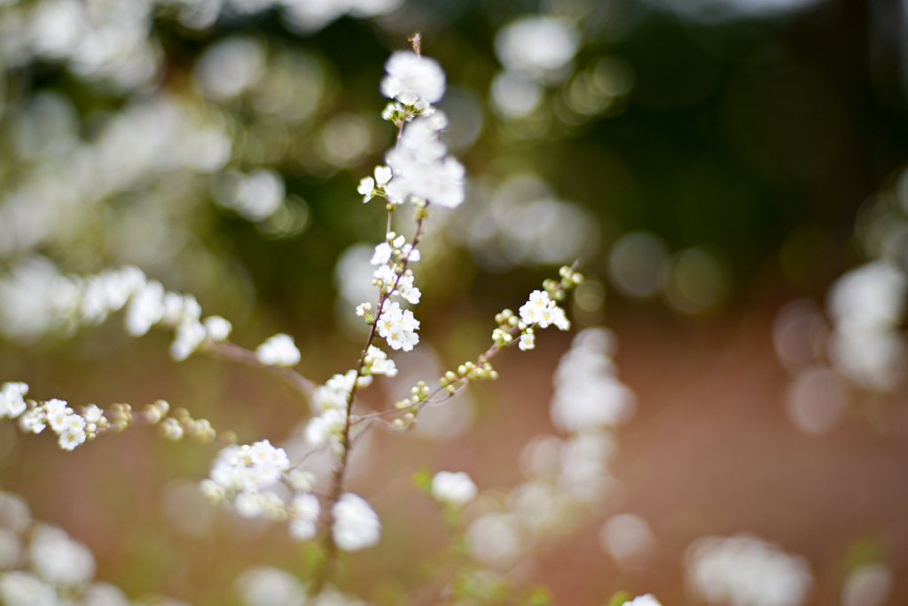 早春の花菜ガーデン【ユキヤナギ：スピラエア・ツンベルギー】②20240324