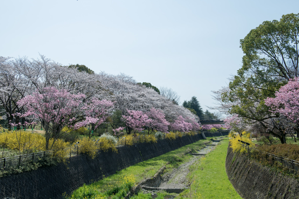 昭和記念公園【朝掘川：さつき橋からの眺め】20200326