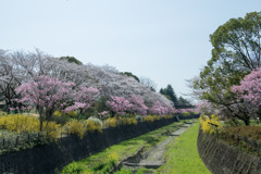 昭和記念公園【朝掘川：さつき橋からの眺め】20200326