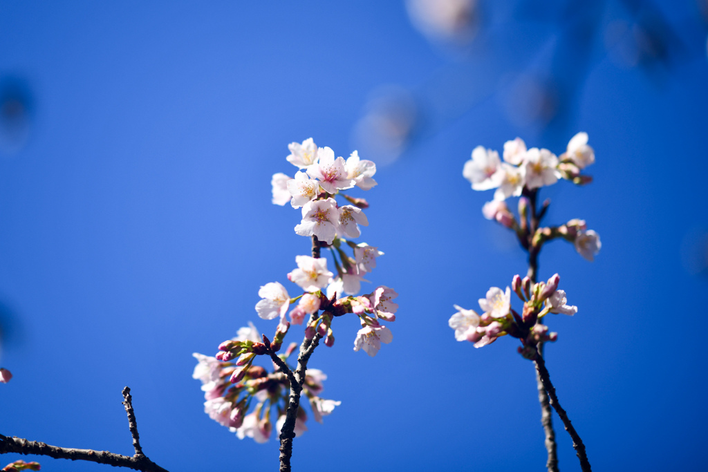 王禅寺ふるさと公園【玉縄桜】⑤20240226