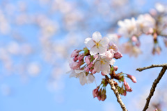 薬師池公園【玉繩桜：アップ】④20250310