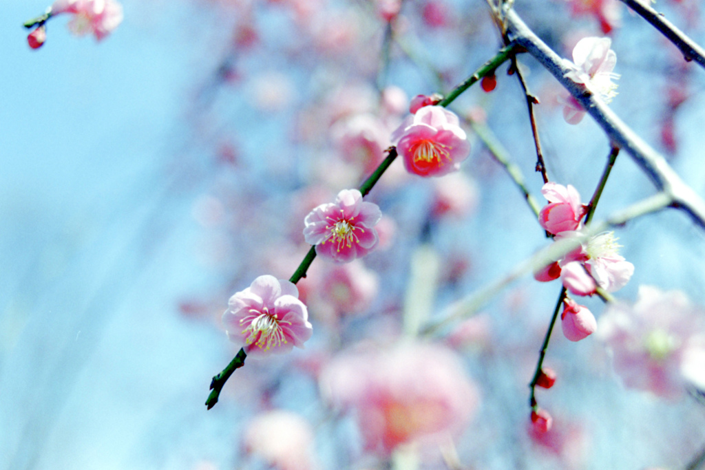 府中市郷土の森公園【梅の花：藤牡丹枝垂】②20220305銀塩