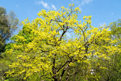 鴨池公園かきのき広場【黄色鮮やかな木】②20200424