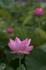 【小山田神社(蓮の花)】③20150719