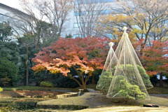 都内紅葉巡り【小石川後楽園：内庭・唐門】20251128