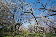 小石川植物園【桜林の眺め】②20210323