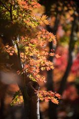 22昭和記念公園【日本庭園：紅葉の様子】⑥20201114