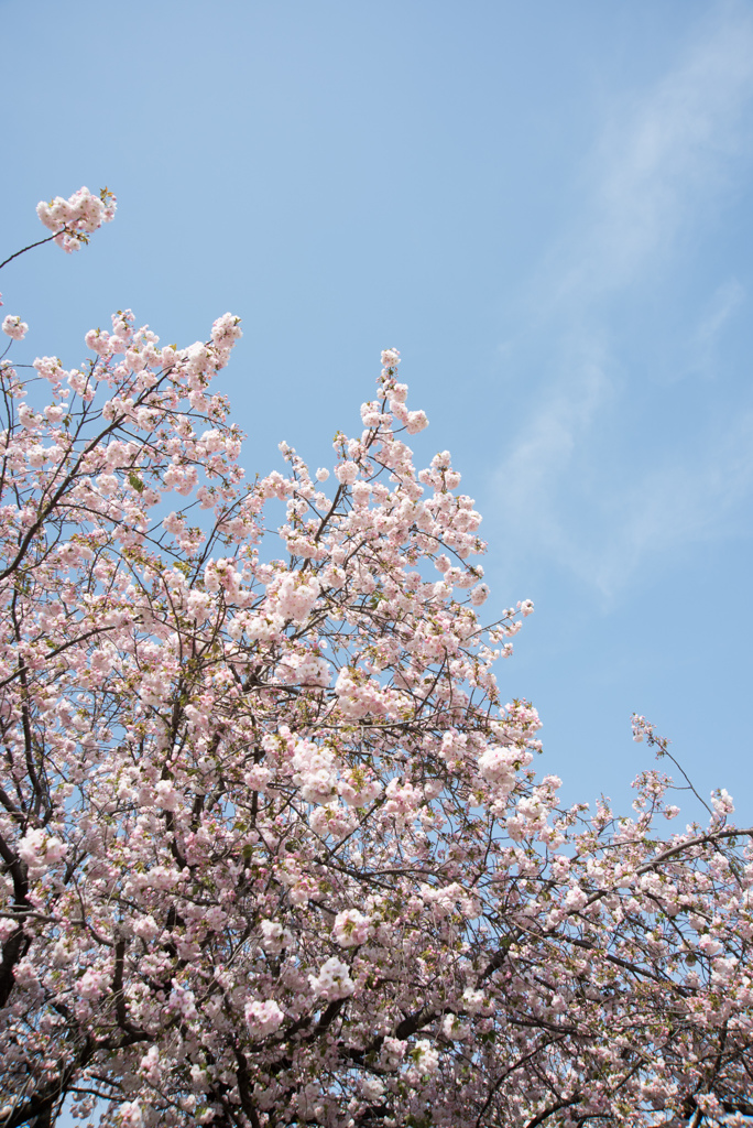 新宿御苑【桜：一葉】②20170416