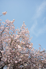 新宿御苑【桜：一葉】②20170416