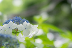 昭和記念公園【白色の額紫陽花】④20170701