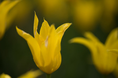 【昭和記念公園(フラッシュバック)】20150418