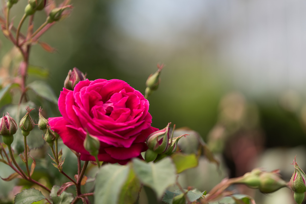 【大船植物園(グルス・アン・テプリッツ)】20150503
