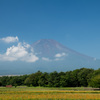 富士五湖巡り【花の都公園：キバナコスモスと富士】20210828