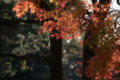 小石川後楽園【船着場付近の紅葉】④20171126