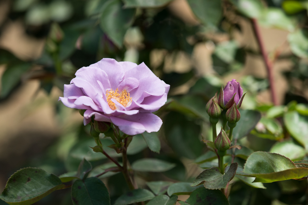 【大船植物園(たそがれ)】20150503