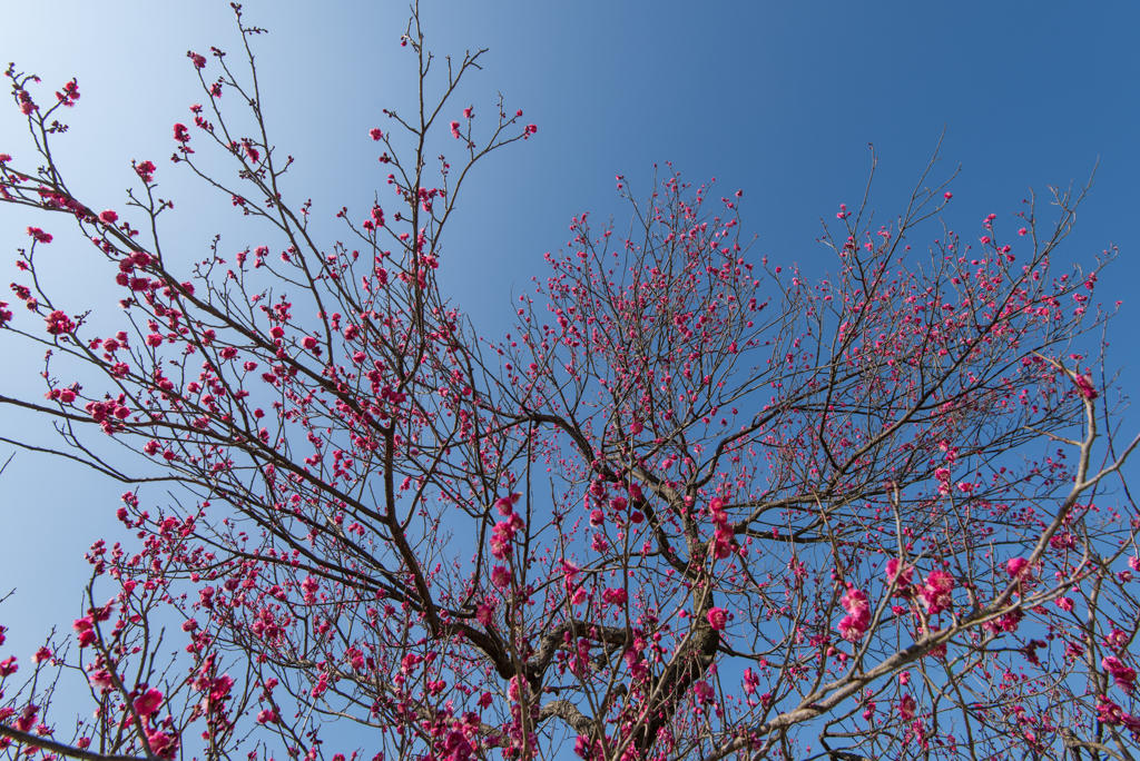 小田原フラワーガーデン【梅：緋の司】20170128