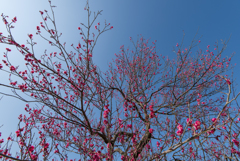 小田原フラワーガーデン【梅：緋の司】20170128