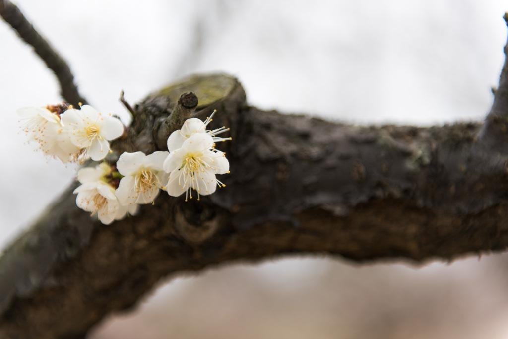 【小田原フラワーガーデン(一重緑萼)】20150314