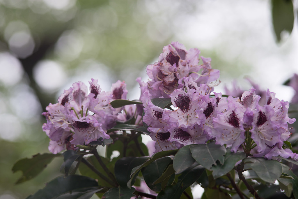 神代植物公園【石楠花：ブルーピーター】20180503