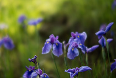 薬師池公園【花菖蒲：糸霞】②20180609