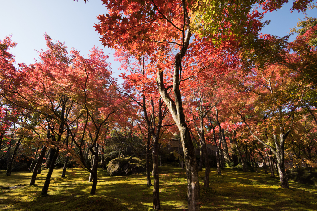 【箱根美術館_庭園の様子】①20161113