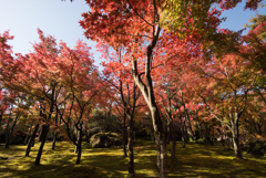 【箱根美術館_庭園の様子】①20161113