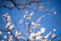 神代植物公園【梅：白難波】①